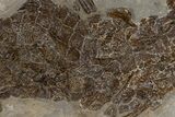 Fossil Alligatoroid (Diplocynodon) - Museum Quality #240309-3